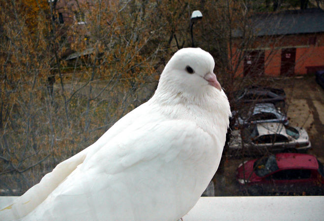 belyj golub priletel na kryshu doma primeta